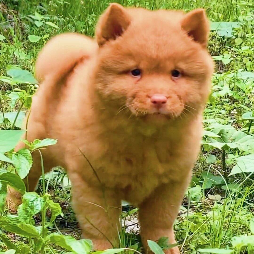 纯种潮汕五红犬幼犬中华田园犬小土狗金钱尾山红牛五黑活体宠物狗