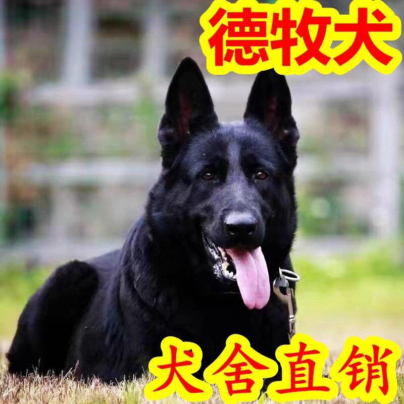 东德牧羊犬幼犬短毛德国牧羊犬东德牧羊犬纯黑长毛活体狗狗混血犬