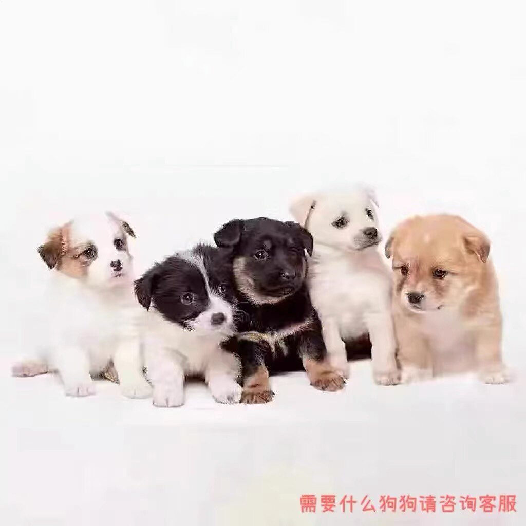 纯种中华田园犬家养土狗幼犬金毛比熊混血大黄狗纯黑四眼铁包金狗