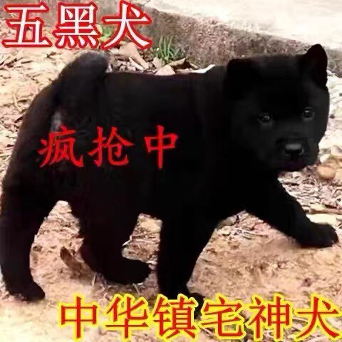 五黑犬中华田园犬土猎犬赶山犬幼犬狗崽狗狗活体黄色土狗活体