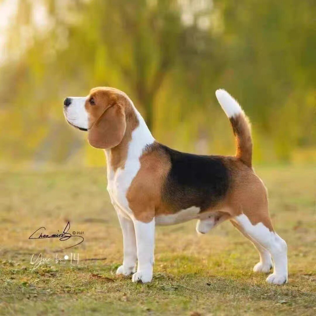 比格犬幼宠警犬嗅觉犬网红犬活物狗狗大耳朵宠物米鲁犬猎兔犬家庭