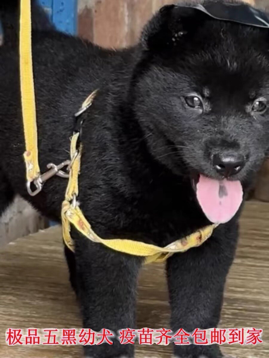 五黑犬活物广西土猎犬赶山犬五黑犬纯黑土狗活物狗混血中华田园犬
