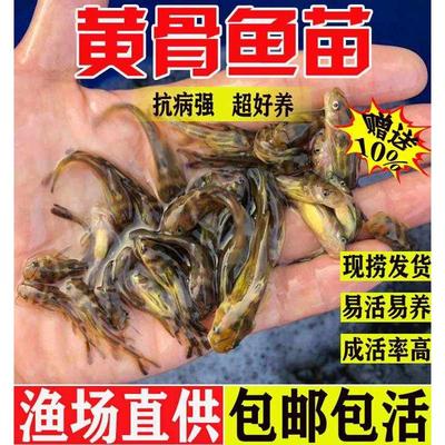 湖北黄骨鱼苗黄辣丁鱼苗黄颡鱼淡水养殖食用昂刺鱼黄丫头鱼黄鸭叫