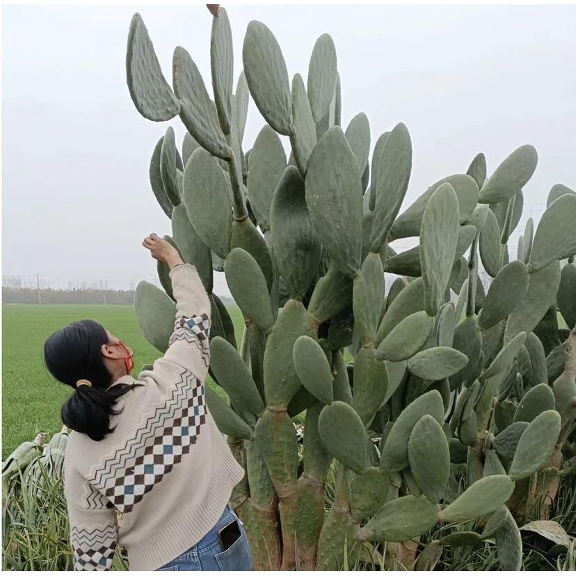 大型庭院造晒景沙漠仙绿植仙人掌耐 干旱花干园造景仙人球人柱大R