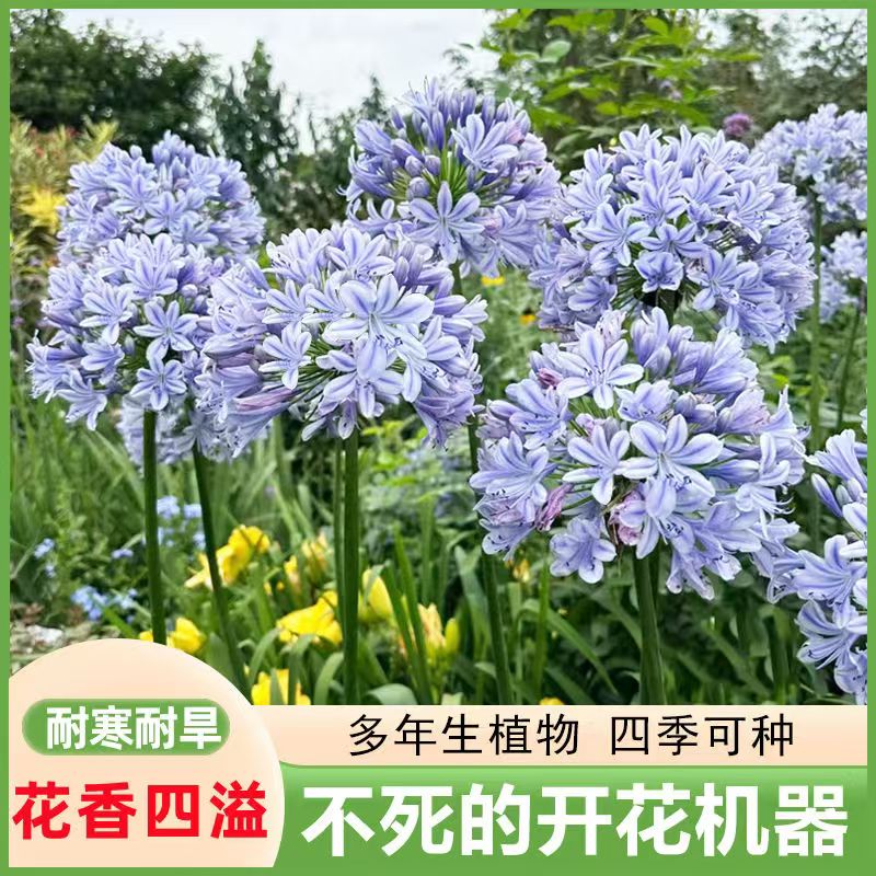 速发百子莲盆栽根茎花苗四寒植球多年生耐季种种庭院台植物花卉