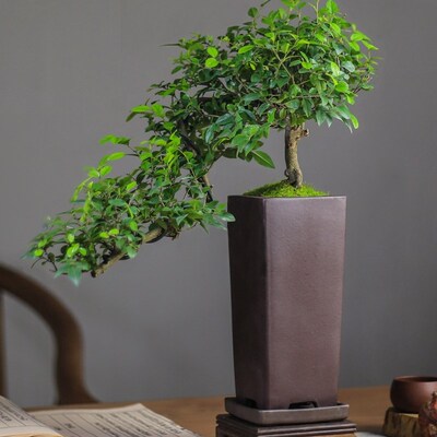 速发悬崖式雀梅盆景老桩植物客厅书房茶几窗台台办公室绿植室内盆