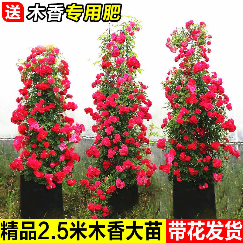 速发红木四香季爬藤禄植物黄木香花大苗庭院耐热花薇蔷卉盆栽