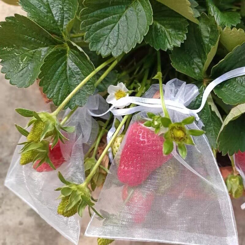 速发水果套袋专萄袋防鸟防虫神器网袋葡用无花果草莓番茄桃子套袋