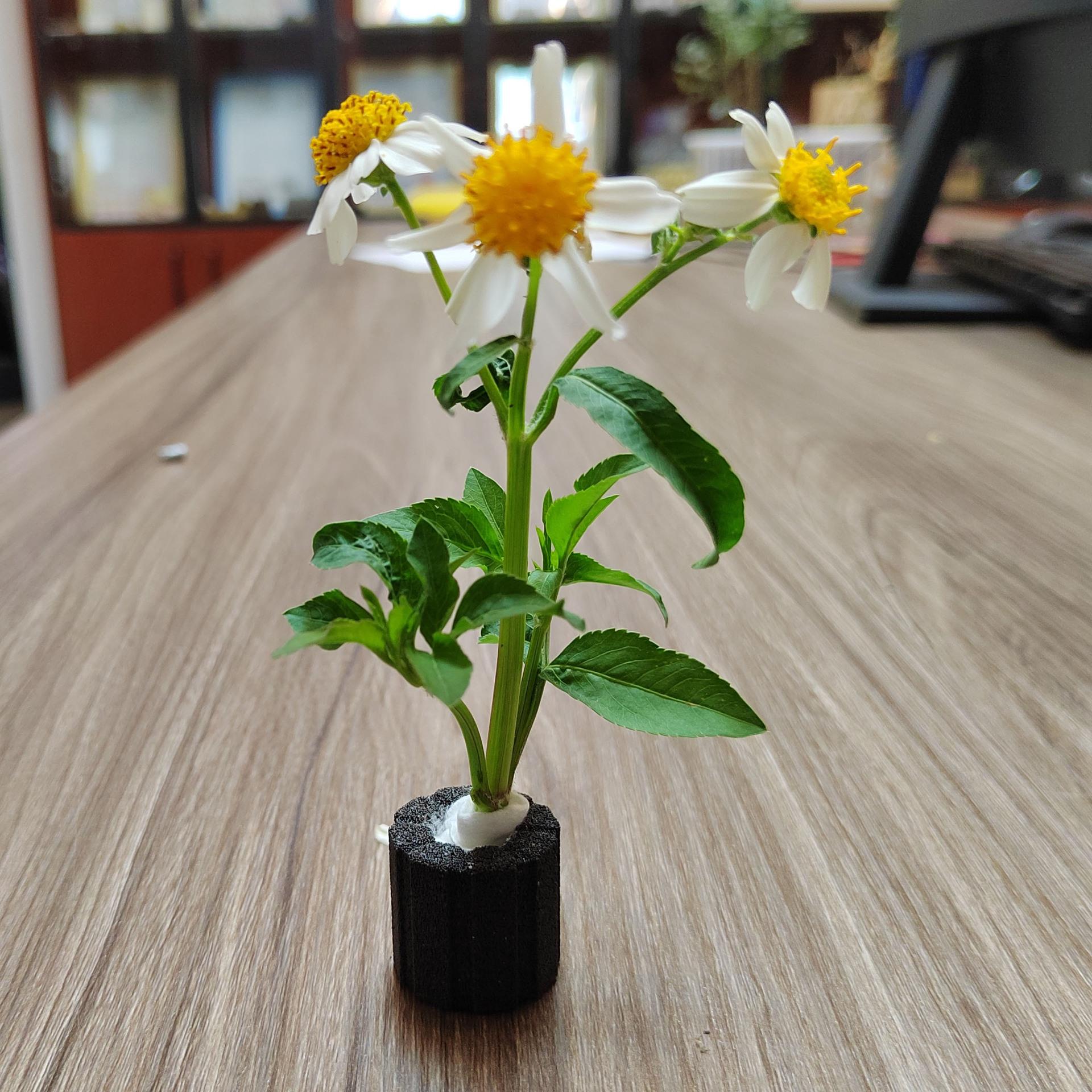 水族箱鱼缸草缸装饰水草定植环水草杯造景定植杯陶瓷滤材厂小号