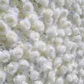 仿真白色玫瑰布底花墙婚庆装 饰墙网红打卡背景墙