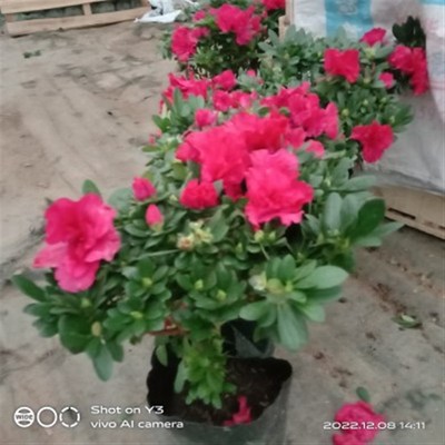 杜鹃花19.8四季开花,阳台,庭院,楼顶,多年生木本植物盆栽