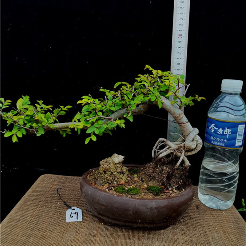 悬崖式小叶榆树盆景榔榆盆景临水式榔榆盆景一物一拍悬崖榆树盆景