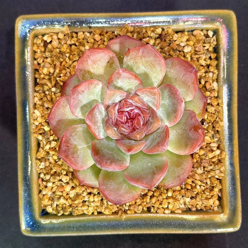 慢悠花草莓啵啵精品多肉办公室阳台绿植园艺盆