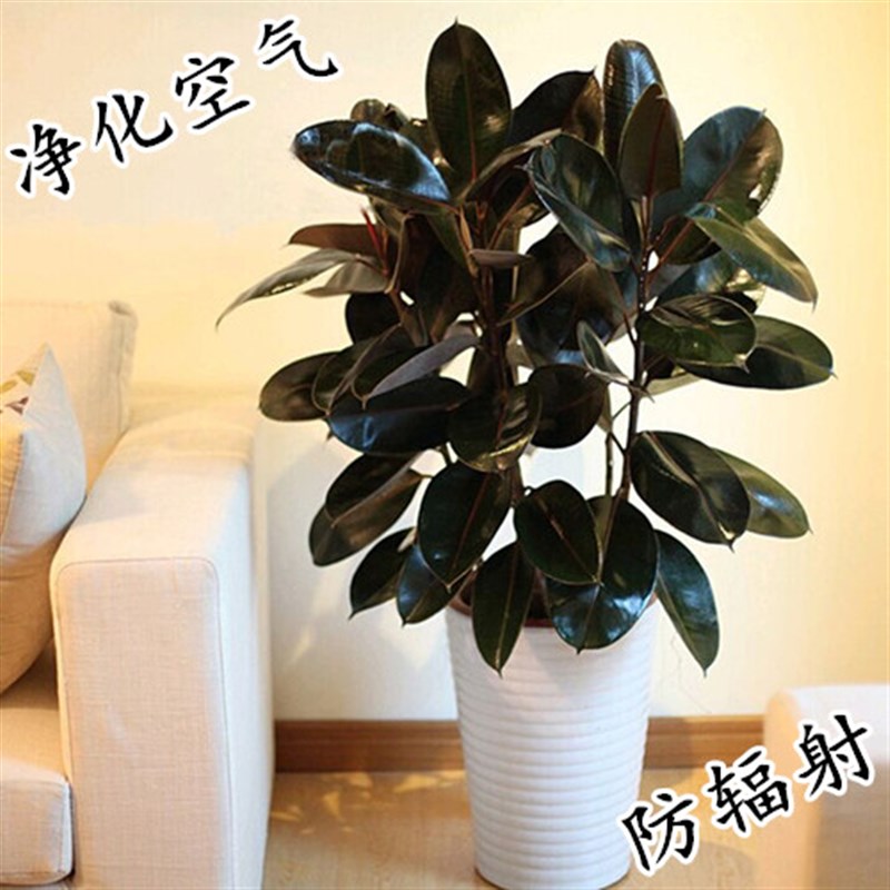 黑金刚 橡皮树绿植盆栽客厅室内阳台植物办公室盆景大叶四季常青