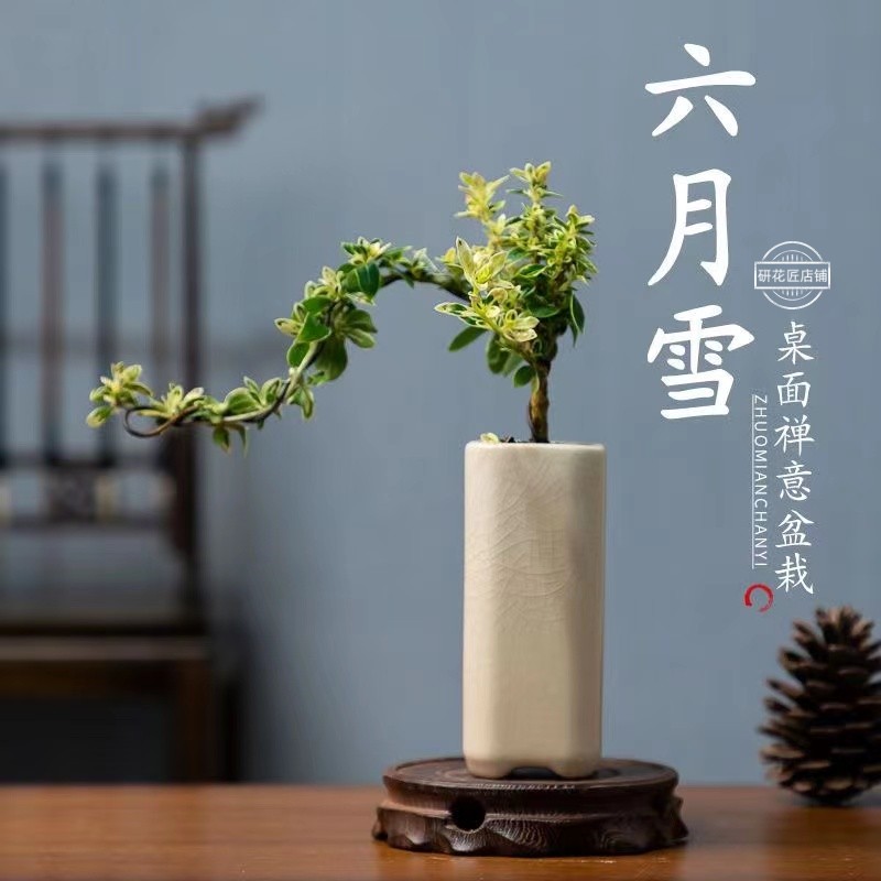 金边六月雪盆景老桩造型悬崖提根盆栽室内绿植红花好养办公室摆件