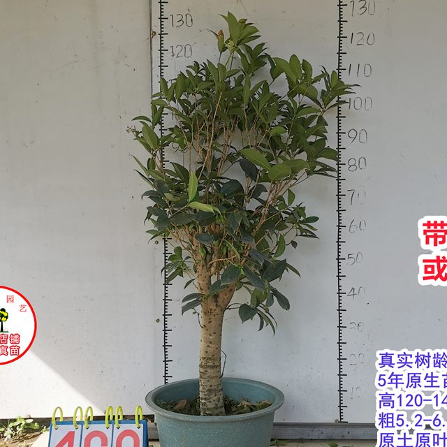 桂花苗正宗结子桂花四季开花味清新自然南方阳台庭院盆栽地栽树苗