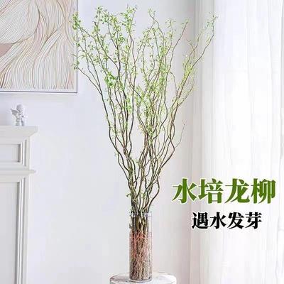 水培植物龙柳鲜枝切花水养绿植雪柳干支室内吊钟泡水长根装饰