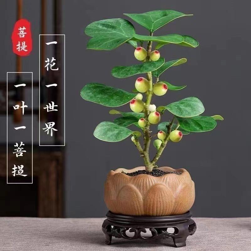 菩提树盆栽室内发财树四季禅意植物客厅招财绿植水培盆景小盼带果