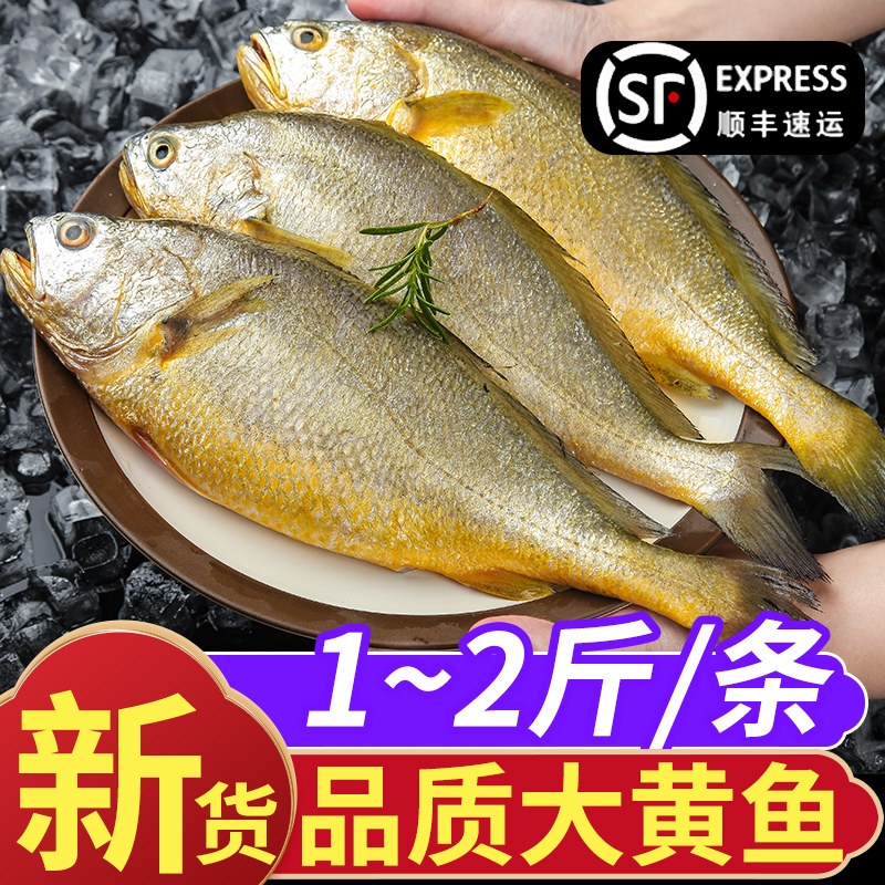 大黄鱼新鲜活冷冻宁德黄花鱼无冰衣鲜活海鲜水产品批发整条商用,水产肉类/新鲜蔬果/熟食,黄鱼,淘宝优惠券,粉丝福利购,淘宝优惠卷