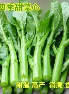 四九甜菜心种植25天收获青菜盆栽田园春秋四季蔬菜种植广东油菜心