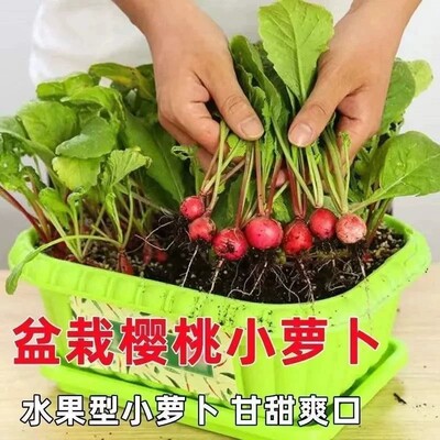兰妃樱桃萝卜种子四季阳台盆栽