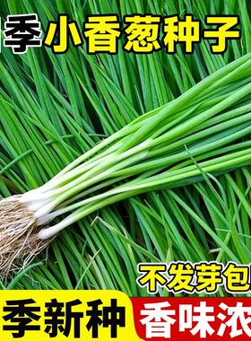 四季小香葱种子分多多葱籽阳台室内外庭院盆栽分葱蔬菜春季葱种孑