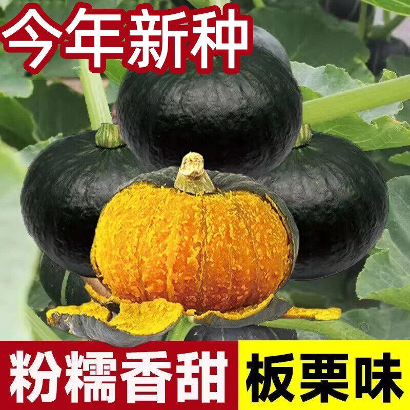 兰妃板栗味绿贝贝南瓜种子春季播种黄色早熟大果新手易种蔬菜种子