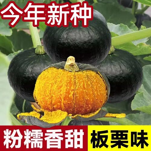 兰花板栗味绿贝贝南瓜种子早熟