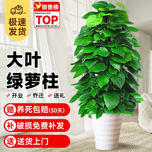 速发大叶绿萝柱盆栽植甲醛绿吸室内净化空气办公室好型绿箩客厅大