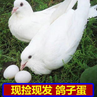 正宗农家散养信鸽草鸽土鸽孕妇儿童辅食现捡现发箱新鲜鸽子蛋30枚