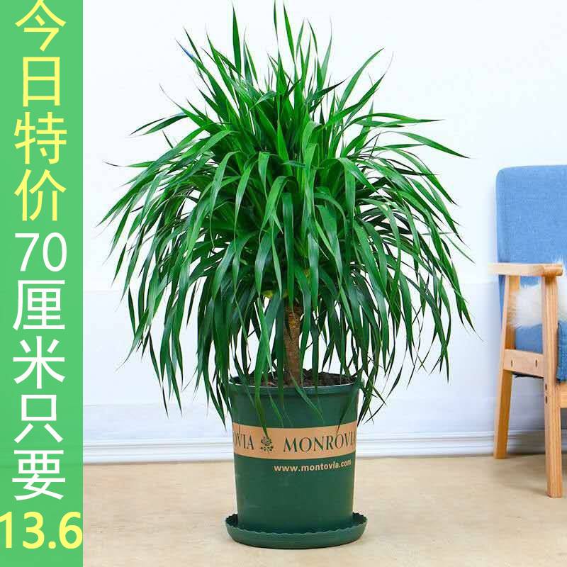 速发龙须树盆栽大型绿植多头龙血树室内客厅办公室植物龙铁树好养