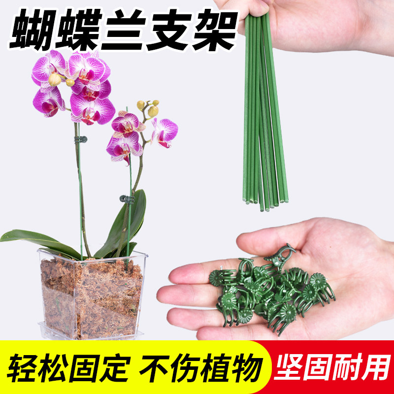 速发蝴蝶兰花支撑杆植支爬藤物架玻夹支架兰纤子花卉弯曲固定专用
