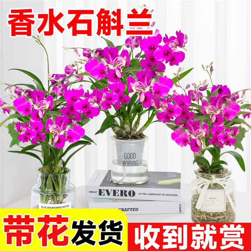 速发石斛兰盆栽带花带花苞花卉植物七彩泼墨水培兰花室内水养绿植