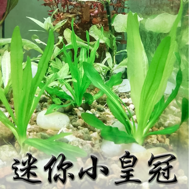 速发迷你小椒草前中景草淡水植物鱼缸造景阴性水草自养水下叶