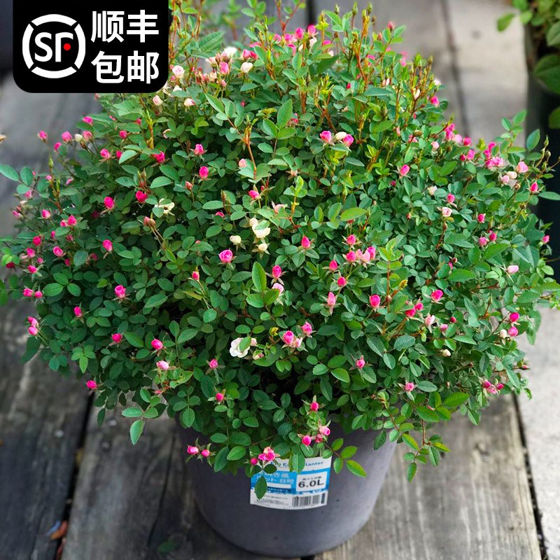 速发超微玫瑰月季花开四内外室季苗迷你台好养小型花卉盆栽
