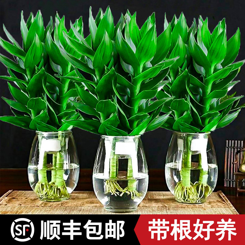 速发内音竹富贵竹水培植盆带根花卉绿植绿萝室观物栽转运竹带花瓶