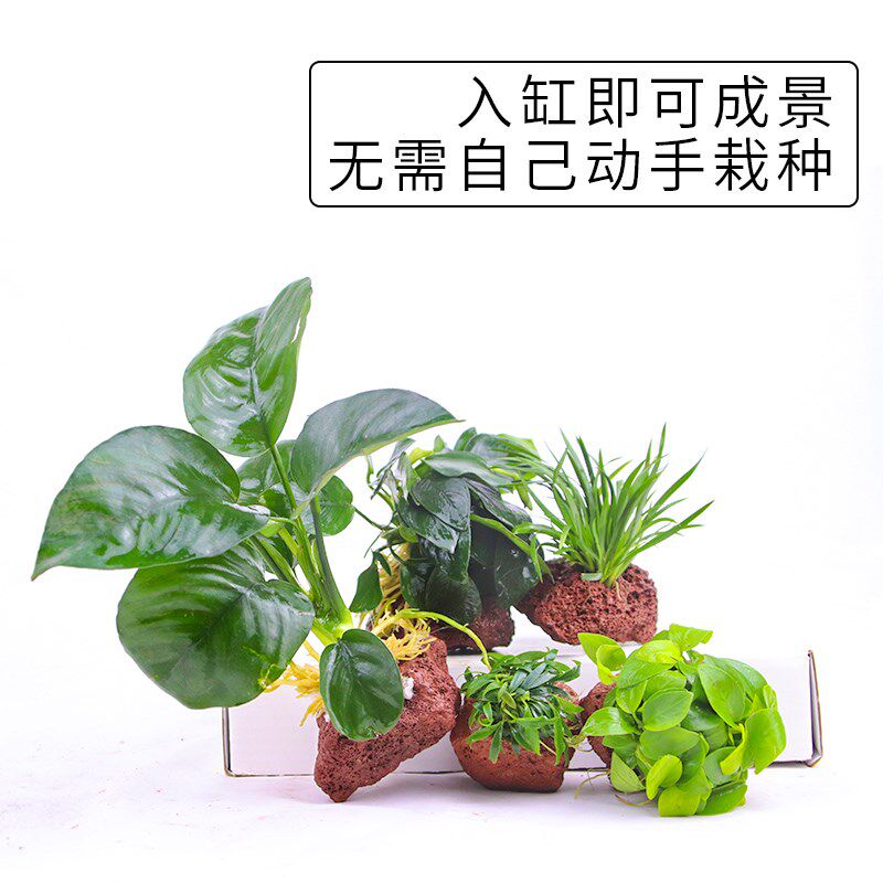 速发火山石定植淡水鱼缸装饰水草懒人造景水榕莫斯前景中后景水草