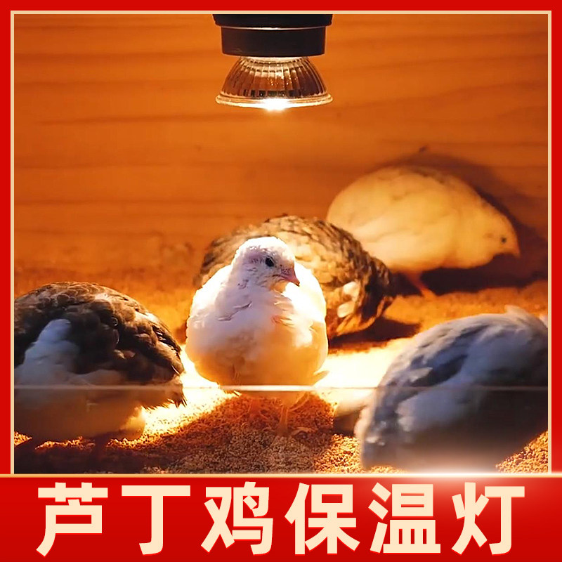 速发保温灯芦丁鸡饲养箱灯暖灯鹦鹉养殖保温取小鸡育保雏暖灯