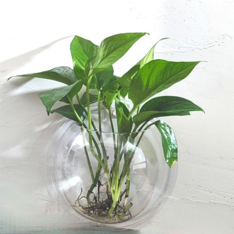 速发新款花饰半球形圆形塑料壁瓶盆水培容器创意卫生间墙上装挂品