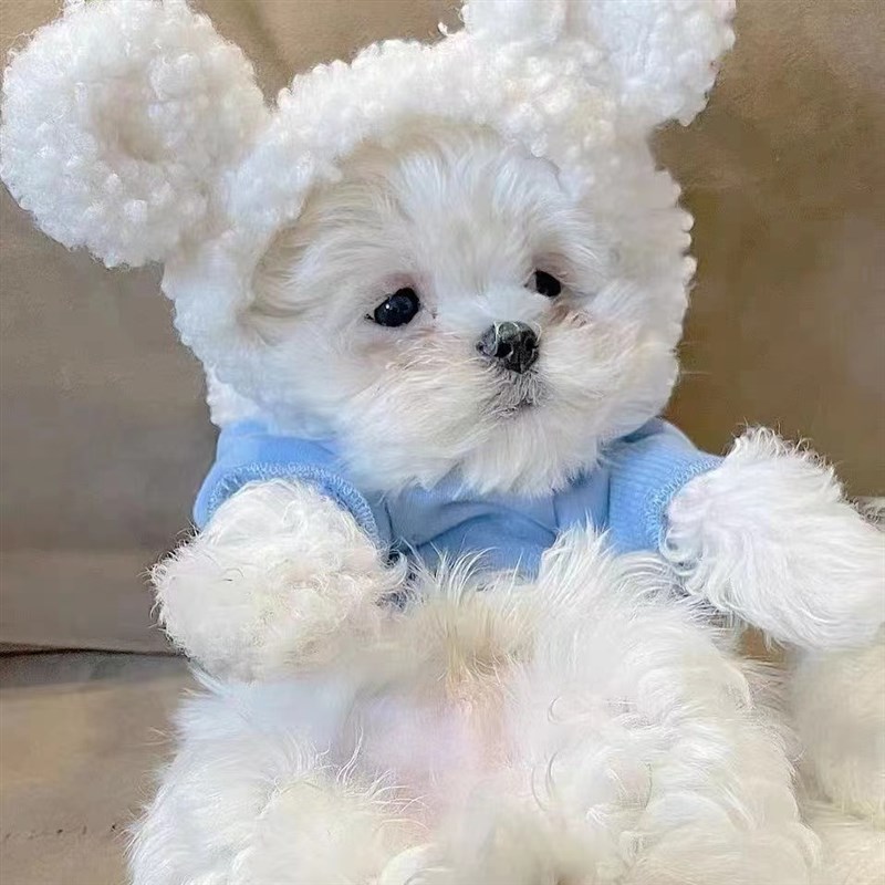 速发小体比熊衣奶幼犬秋冬小服狗超小体泰冬冬天迪季连帽卫衣
