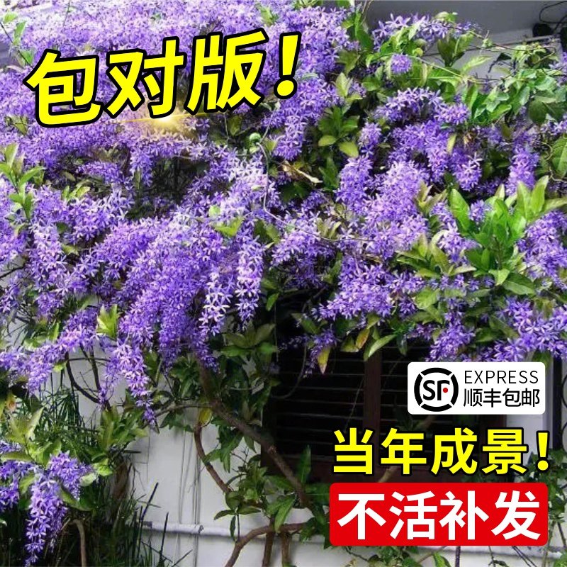 速发花花藤泰国大叶小物许愿藤花苗台庭院四季开花爬藤植叶带蓝发