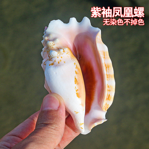 速发紫袖凤凰摆稀螺贝壳海有标本鱼缸造景装饰品家居收藏拍摄螺件