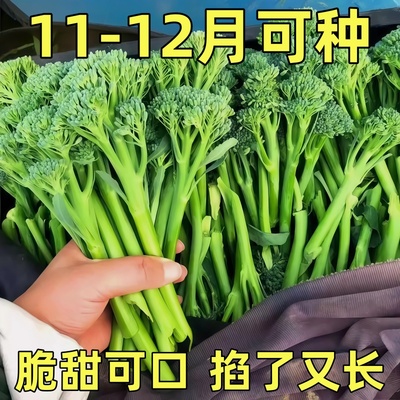 西兰苔种子甜杆西兰花长茎西洋芥兰青花笋耐寒冻农家田园蔬菜种子