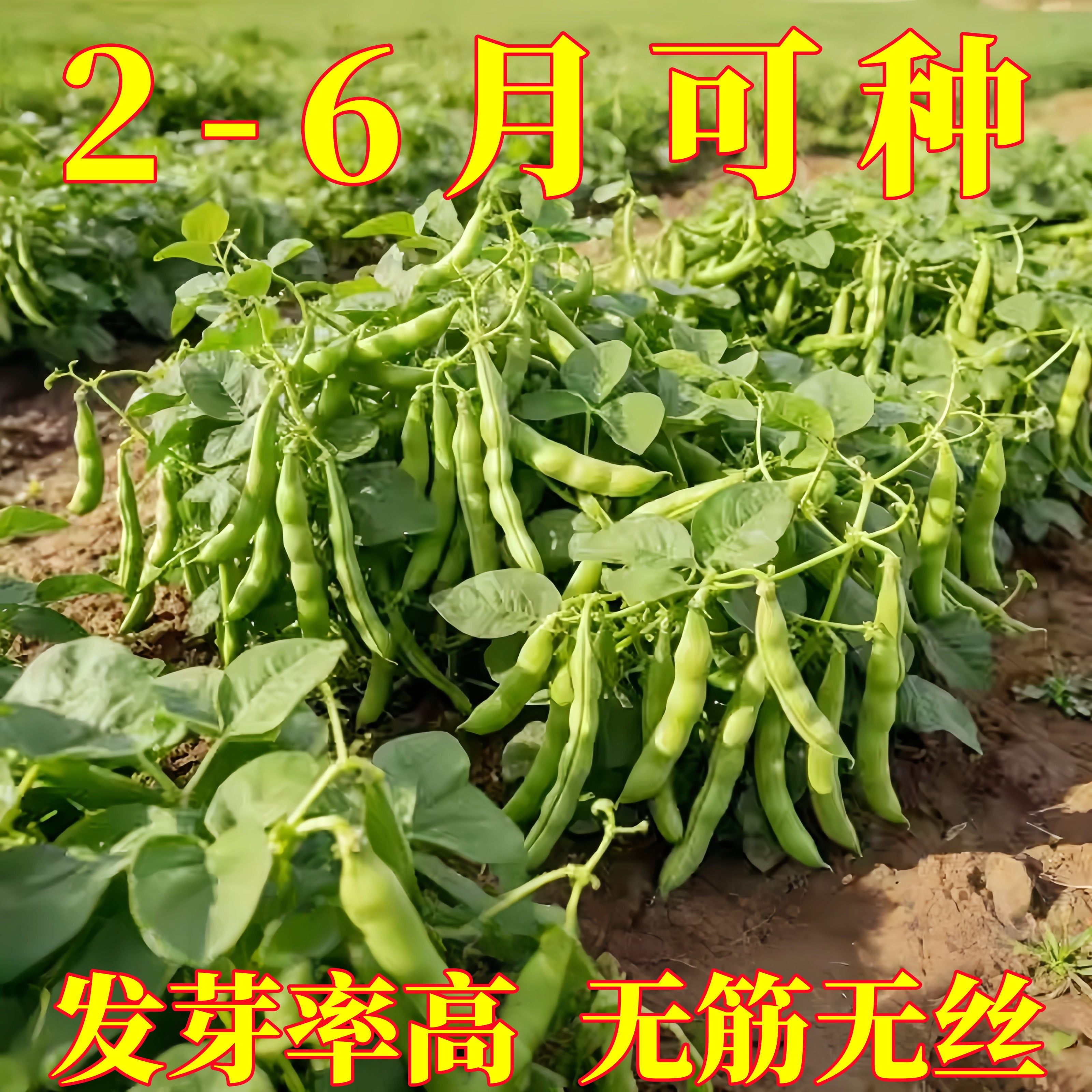 四季豆种子矮地豆种子早熟不爬藤短豆角菜豆种籽可阳台盆栽无筋豆