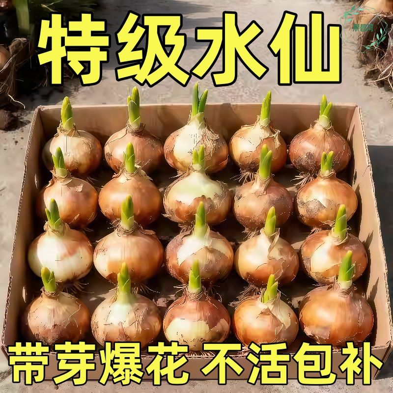 水仙花盆栽室内庭院水养水培植物耐寒花卉绿植好养易成活