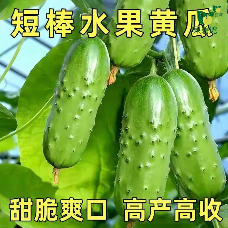 早熟短棒水果黄瓜种子春秋皮薄甜脆旱黄瓜农家土黄瓜种籽蔬菜种子