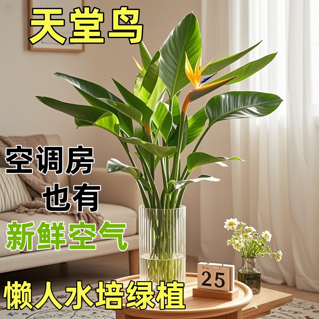 【新鲜花卉】天堂鸟绿植懒人水培植物鹤望兰开花绿植好养鲜花香
