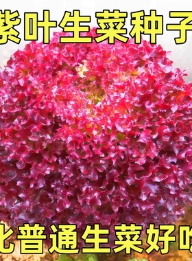 紫叶生菜种子种籽孑农家紫色蔬菜红叶四季菜种夏季阳台苗秧籽种