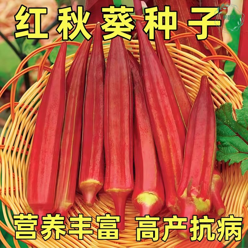 红黄秋葵种子种籽菜籽水果农家春季菜苗四季盆栽秋葵苗蔬菜孑苗秧