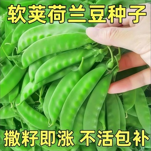 软荚甜脆荷兰豆种子豌豆苗四季播种大荚菜豆豌豆豆角种子农家蔬菜